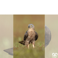 گونه سارگپه جنگلی European Honey Buzzard